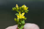 Spotted St. Johnswort